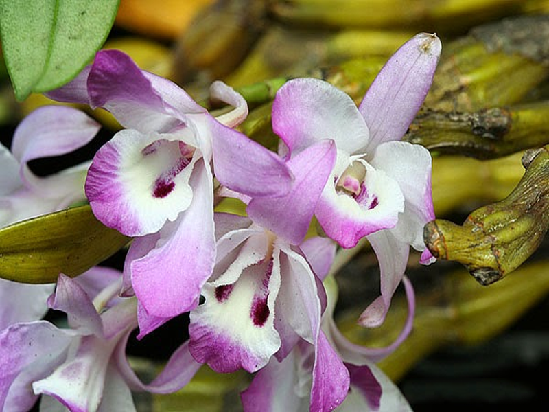 Lan chuỗi ngọc mang biểu tượng của giàu sang và phú quý