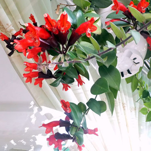 Hoa son môi không chỉ đẹp mà còn mang ý nghĩa đặc biệt