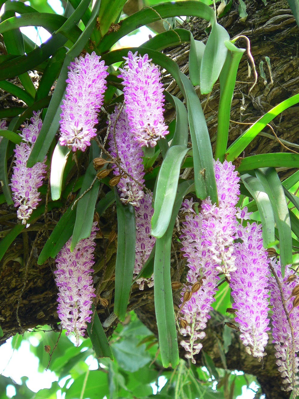 Lan đuôi chồn là biểu tượng của sự giàu sang