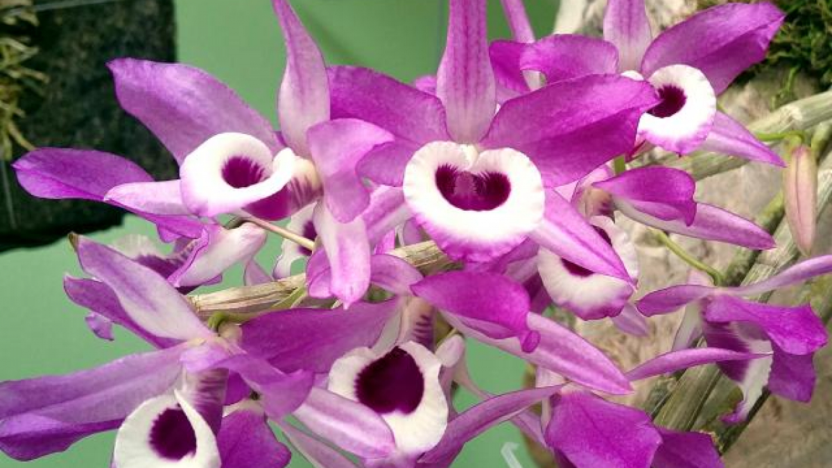 Lan trầm tím là biểu tượng của tình yêu thủy chung